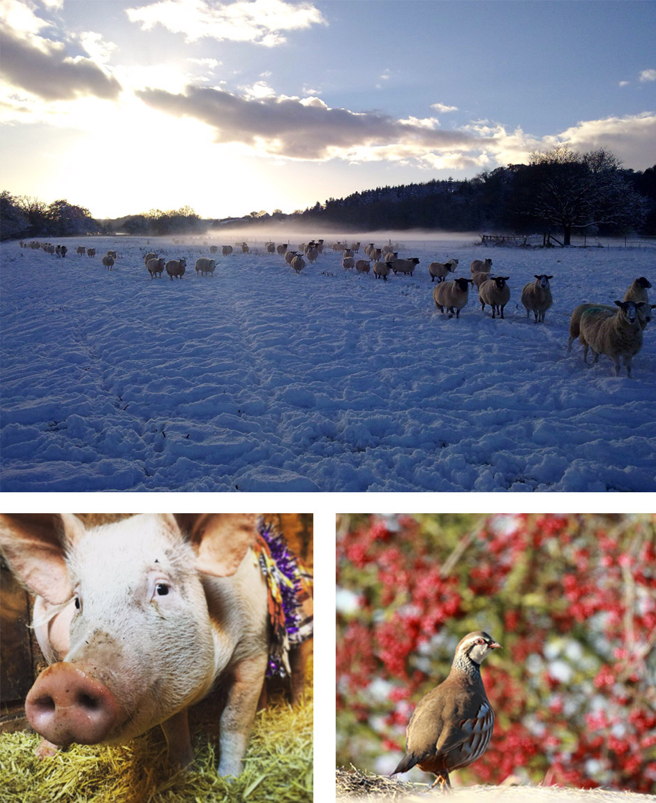 Sheep in field of snow, Pig in blanket, Partridge on a hay bale